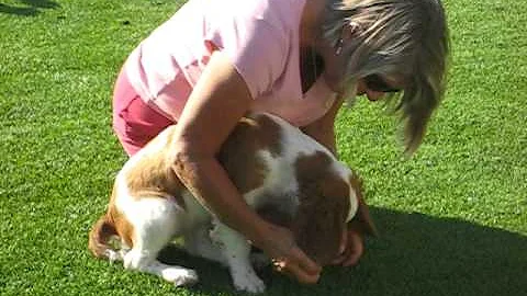 Dora Welsh Springer Spaniel puppy at 15 weeks old ...