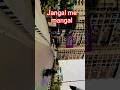 jangal me mangal #youtubeshorts #trendingshorts #song #ekmotahathighumechala #instagram#travel #love