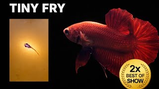 Champion Betta Fish Journey: From Fry to Best of Show Winner Twice