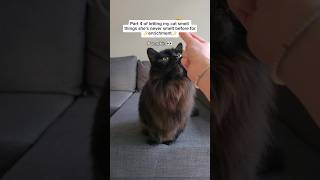 PART 4 Letting the Cat Smell Things She's Never Smelt Before for ENRICHMENT