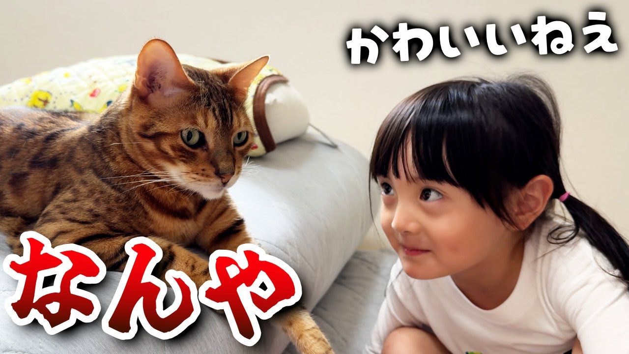 赤ちゃん時代から見守ってきた妹娘と噛みつき対象のパパでは全く対応が違うツンツン猫