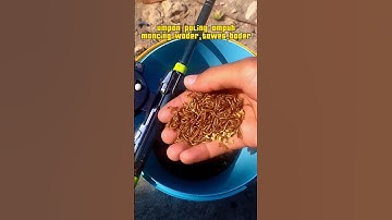 umpan paling ampuh untuk mancing wader tawes bader #shorts
