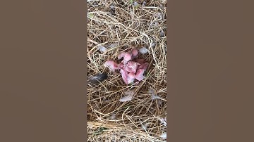 #java #chicks #White #sparrow #Birds #Birdslovers #Reels #Viral #shorts #Shortsvideos