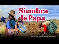 Siembra de Papa🥔 en mi C.C de Occopata 🌱 "Tierra de la papa" | Solischa