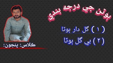 Classification of plants : Class 5th in Sindhi