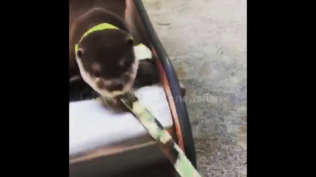 camera iphone 8 plus apk Otter Tries Slide for the First Time