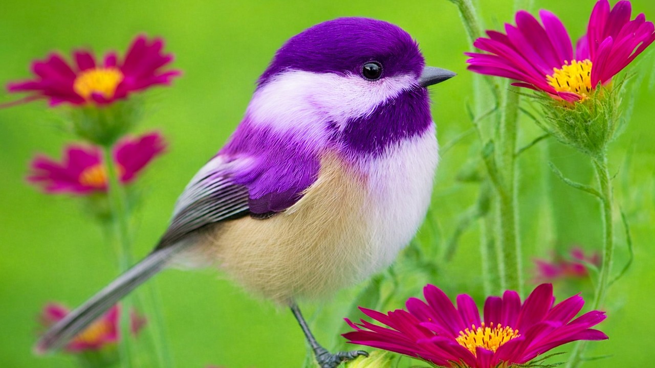 Snowy Morning Bird Sounds & Soft Piano for Stress Relief and Mental Healing ❄️🎹🕊️ | No Ads