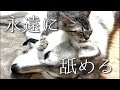 仔猫の耳舐めが気持ち良すぎて寝落ちするシベリアンハスキー