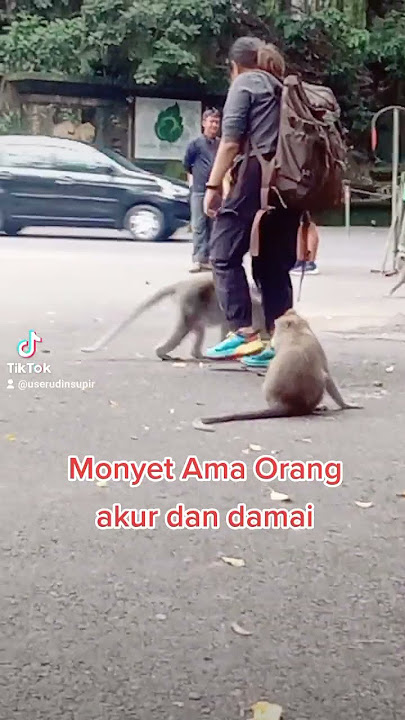 Monyet Ama Orang pun akur @ratriwpofficial3575