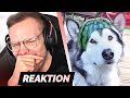 TRY NOT TO LAUGH 32.0 😂😱 | Reaktion