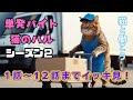 【12話イッキ見】シーズン2 単発バイト猫のハル! おまけエンディングあり!
