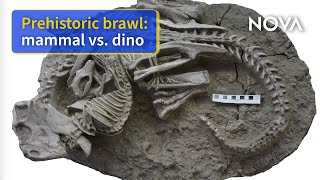 Rare Fossil Shows Mammal Attacking a Dinosaur, Researchers Claim by NOVA PBS Official 27,012 views 8 months ago 3 minutes, 27 seconds