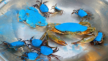 Kem Ốc và cua Chanel lái xe cứu thương đi cứu các con vật sau lũ lụt: con cua, cua xanh, ếch xanh.