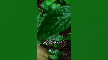 اكتب شي تؤجر عليه 🪶🕊 #المنشاوي #سورة_القصص