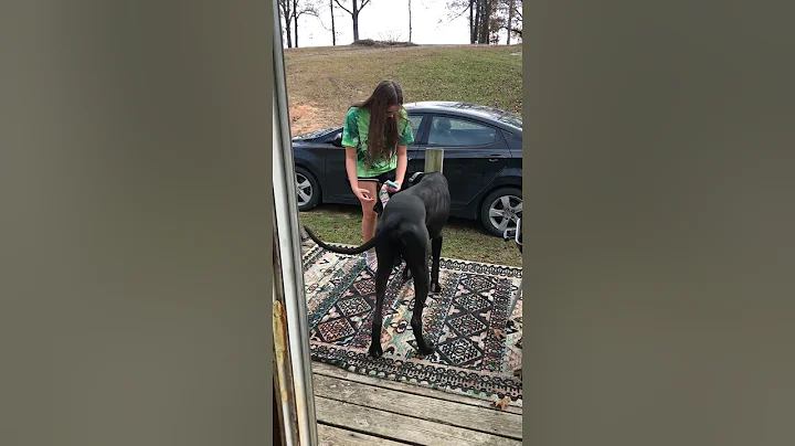 girl gets attacked by Great Dane