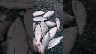 Весенняя вобла #рыбалка #рыбалканаозере #уральск #fishing #зко