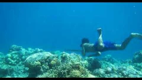 Bajau Human Beings Developed Greater Spleens For Complimentary-diving