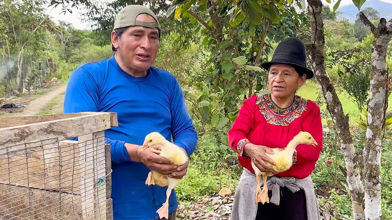 Llegaron unos GANSOS CHINOS Bebes en nuestra Finca | Don Valentin