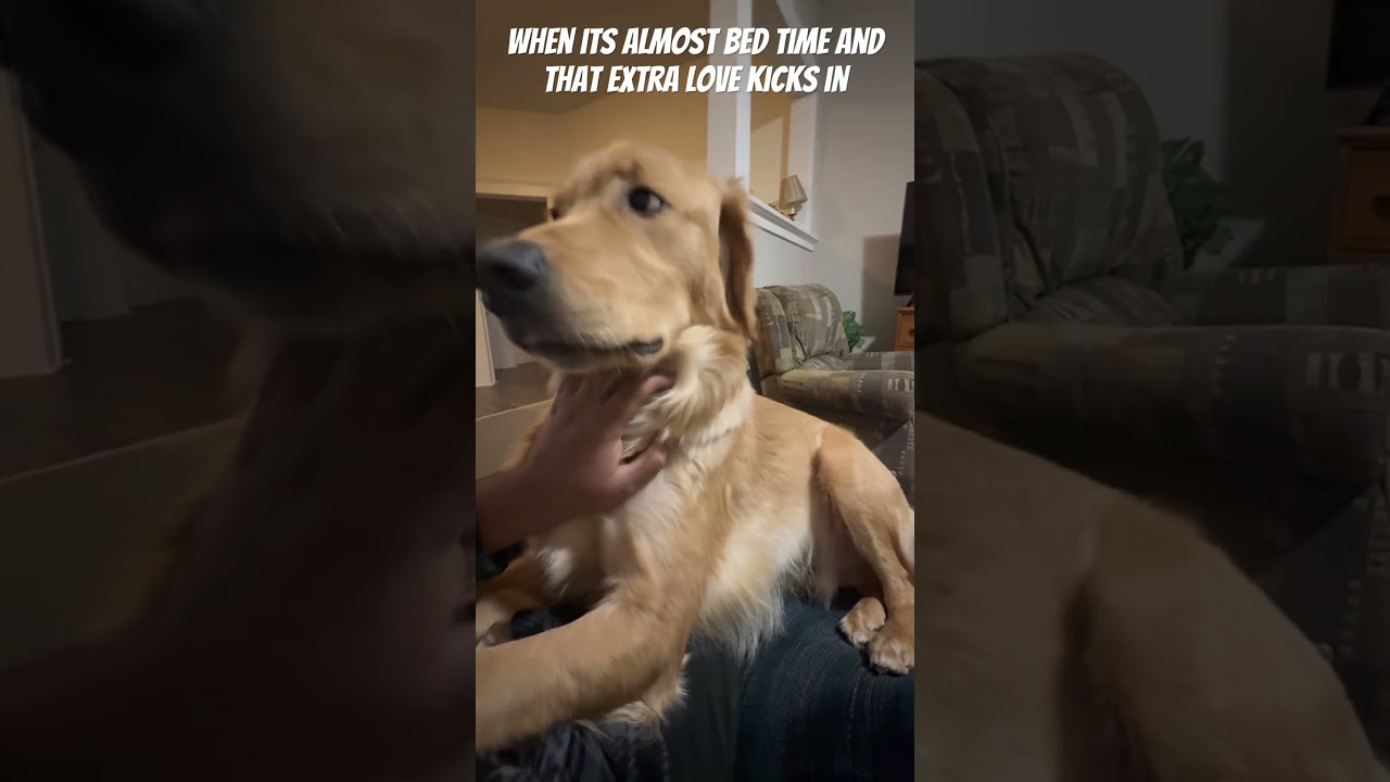 When its almost bed time and that extra love kicks in ..🐶