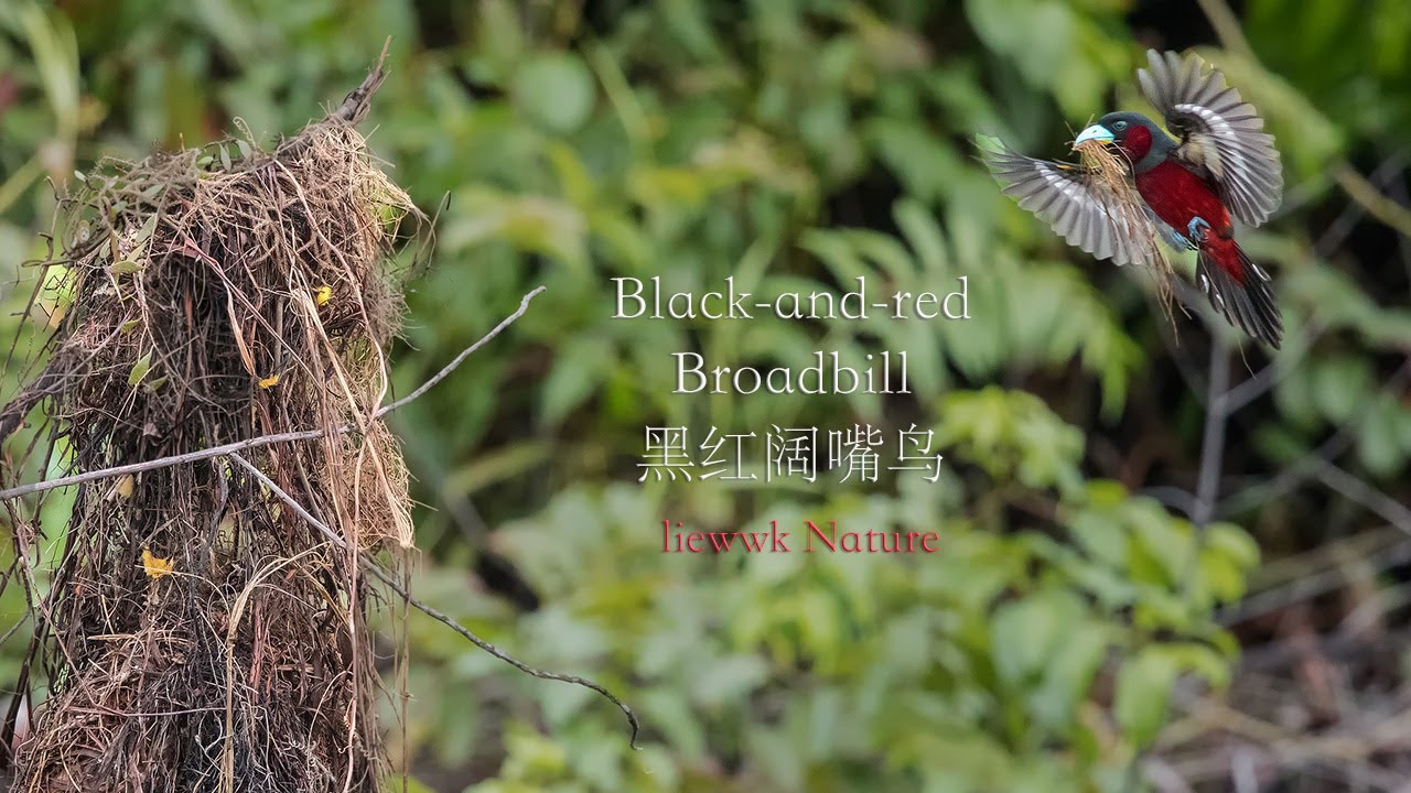 Black-and-red Broadbill building Nest Slow Motion 
