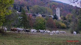 Mandrie In Alpeggio A Casteldelfino In Val Varaita Cn Dom. 19 - 10 - 2025.