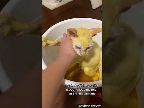 Video: Ringworm la pisici