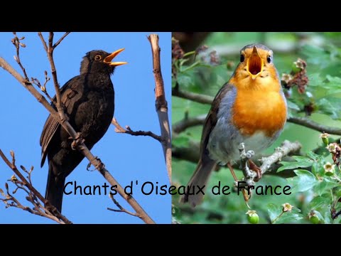 CHANTS d'OISEAUX de FRANCE, 30 chants