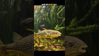 Deadliest Fish You Can Eat 😳🐡 #fact #factlife #shorts