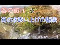 ビオトープにも春がきた！＆ 苔の水吸い上げ法！