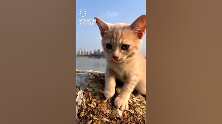 Chat qui miaule 🧡🌸
