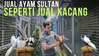 Ternak Ayam Pheasant Berbulu Eksotis Jualnya Mudah Kaya Kacang Goreng