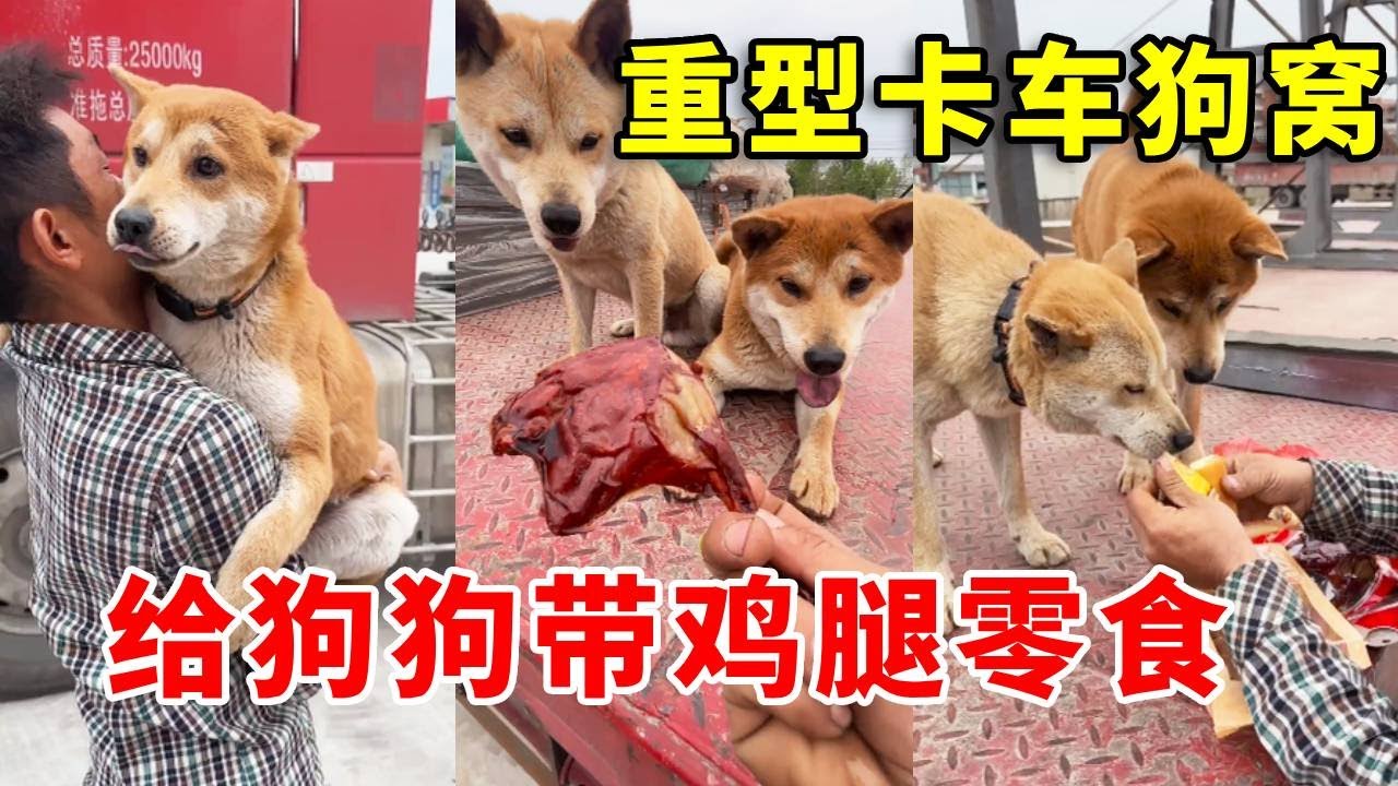 把狗狗放在家里几天，回去给买点鸡腿零食，两狗吃的太香啦#pets #老友狗狗 #寵物友善日常 #animals #funny #黃狗 #cute #中华田园犬