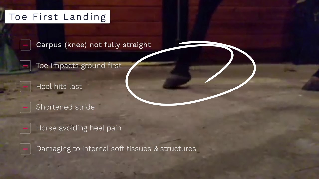 Как оценить приземление копыт