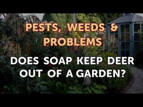 Does Soap Keep Deer Out of a Garden? - YouTube