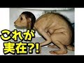 ショッキング…突然変異で生まれた動物6選【衝撃】