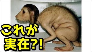 ショッキング…突然変異で生まれた動物6選【衝撃】