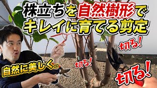 【株立ちの剪定方法】とっても簡単！美しい樹形の株立ちにするための剪定