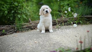 Day in the life of 7 week old Golden Retriever puppies (The Bumblebee Litter)