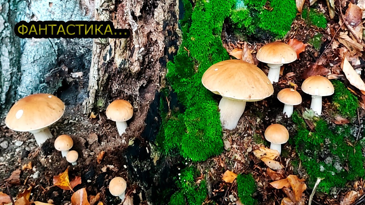 ЗНАЙШОВ ЧУДЕСНІ БІЛІ ГРИБИ В ЛІСІ.ЇДУ ЗА ГРИБАМИ!
