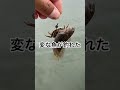 ヘチ釣りに行ったら・・・