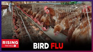Third BIRD Flu Case In HUMAN Found. Should We be WORRIED?!?