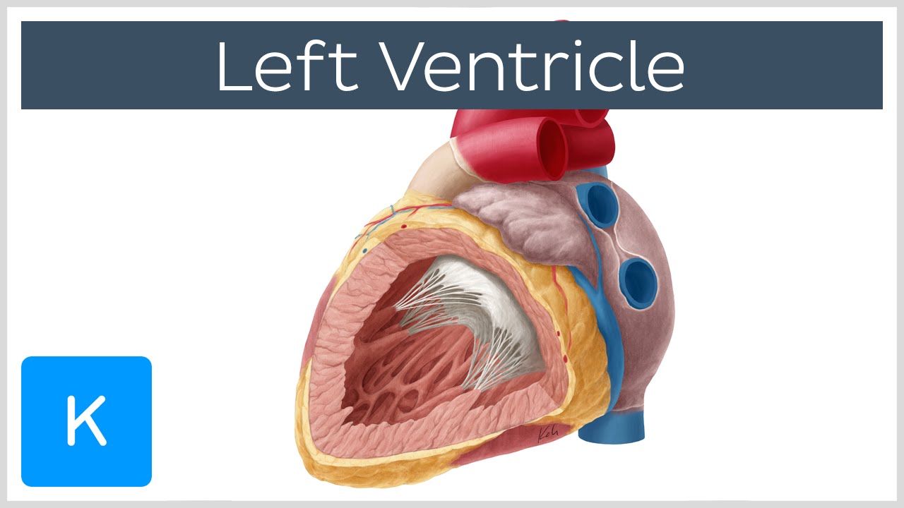 Left Ventricle (Heart) - Function, Definition and Anatomy ...