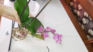 видео: Как посадить ОРХИДЕЮ с СУХИМИ корнями/самый бюджетный вариант посадки орхидей, дешевле просто не при картинка: Как посадить ОРХИДЕЮ с СУХИМИ корнями/самый бюджетный вариант посадки орхидей, дешевле просто не при