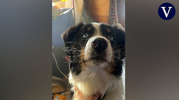 Un perro se pierde en Alaska y recorre 240 km antes de ser encontrado un año después