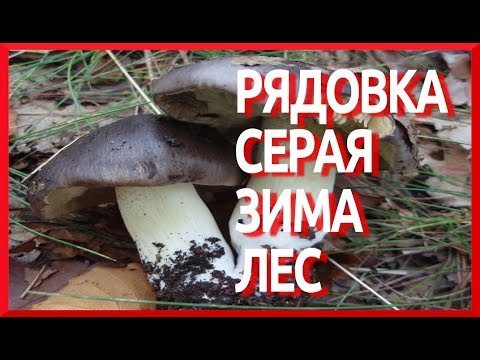 Грибы РЯДОВКА СЕРАЯ видео зимой (Tricholoma portentosum)