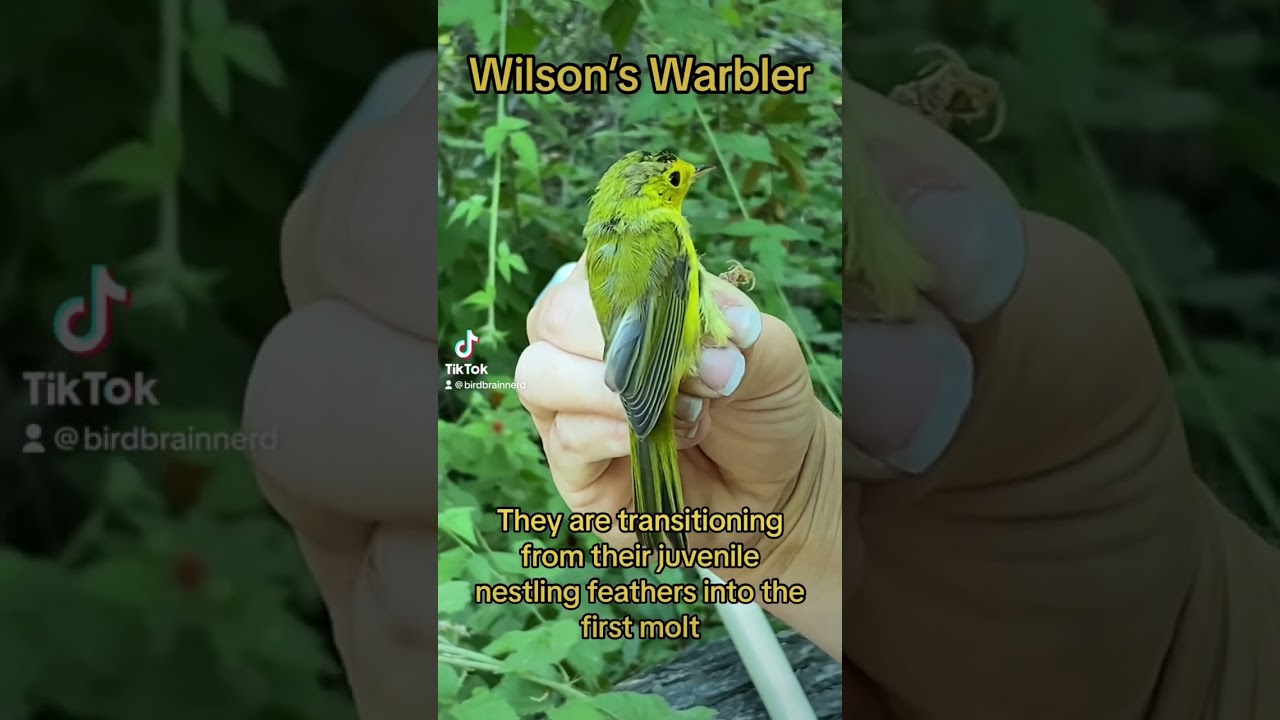A scruffy lookin’ molting Wilson’s Warbler. 