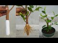 Propagate jackfruit tree from cutting with tissue paper