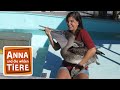 Wie fischt der pelikan  reportage fr kinder  anna und die wilden tiere