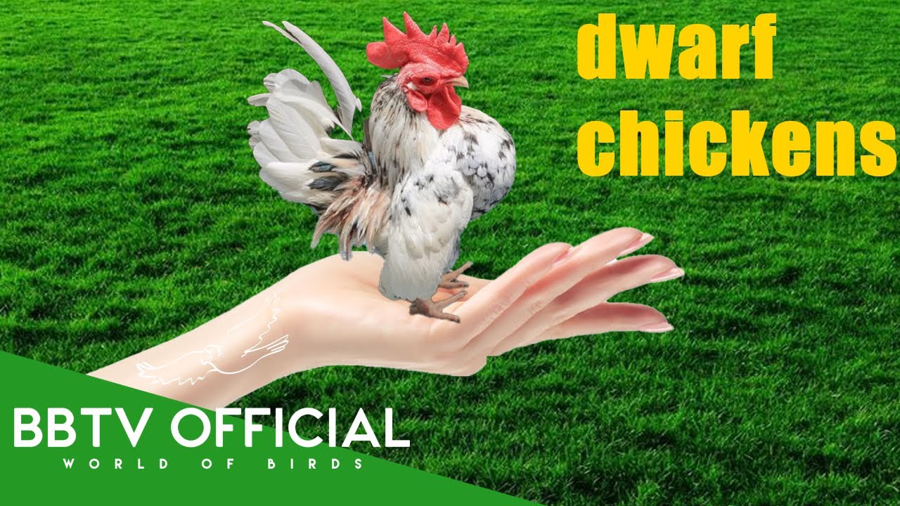 10 Bantam Chickens And Roosters Kikirikis Part 1 | BBTV Official | Wildlife Documentary