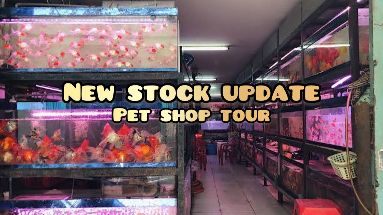 PET SHOP TOUR NEW EXOTIC And MONSTER Fish STOCK At MS Aquarium pet-shop-tour-new-exotic-and-monster-fish-stock-at-ms-aquarium